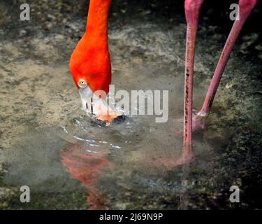 Flamingo Trinkwasser aus der Frischwasserquelle Stockfoto