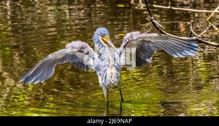 Great Blue Heron im Teich im Six Mile Cypress Slough Preserve in Fort Myers, Florida, USA Stockfoto