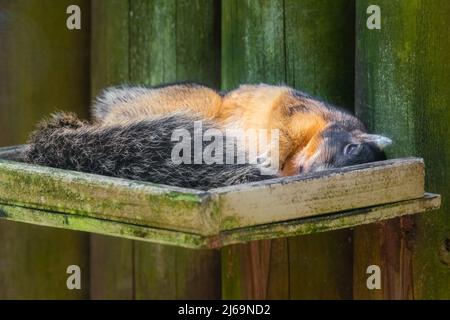 Fuchs Eichhörnchen schlafen in Vogelfutterhäuschen. Zuerst bekommt man das Essen in der Schlange! Stockfoto