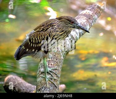 Juvenile Gelbkronenreiher, die auf einem Baumglied thront Stockfoto