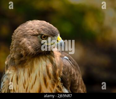 Nahaufnahme von Red-tailed Hawk Stockfoto