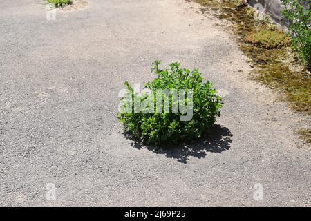 Pflanzen wachsen in Stein Stockfoto