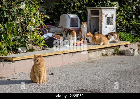 Streunende Katzen vor dem verkommen Jerma Palace Hotel in Marsaskala, Malta Stockfoto