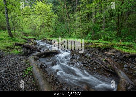 Das Wasser des Creek fließt durch üppig grünen Wald in der Columbia River Gorge, Oregon Stockfoto