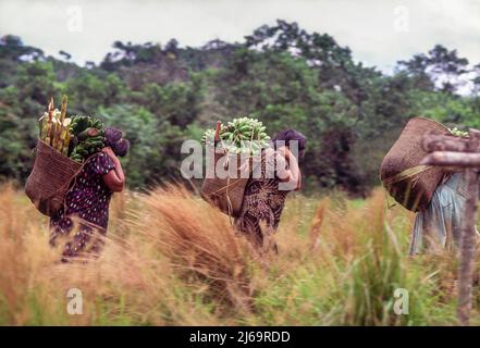 Indigene Frauen, die Plantains auf dem Rücken tragen, Kanarakuni, La Gran Sabana, Bolivar State, Venezuela Stockfoto