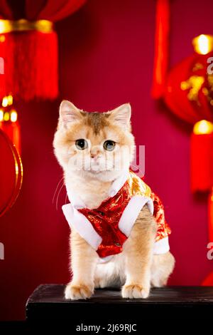 Eine britische Kurzhaarkatze posiert vor chinesischem Hintergrund Stockfoto