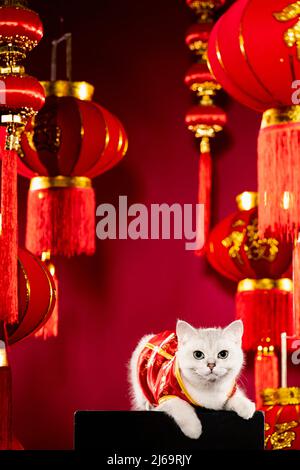 Eine britische Kurzhaarkatze posiert vor chinesischem Hintergrund Stockfoto