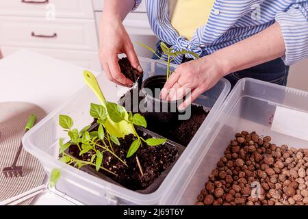 Junge Frau pflanzt Pflanzen in einen Topf mit Erde Stockfoto