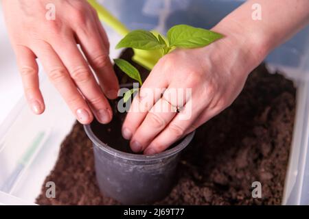 Nahaufnahme der Hände, die Pflanzen in einen Topf mit Erde Pflanzen Stockfoto