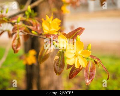 Ein Zweig aus gelber Blume mit Blättern auf dem Baum. Stockfoto