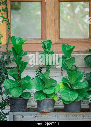 Grüne Geige in den schwarzen Töpfen. Grüner Baum außerhalb der Bui Stockfoto