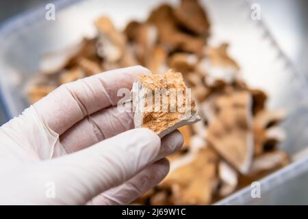 Fruchtkörper aus Zunder-Pilz schwefelgelb. Therapeutischer Zunder Stockfoto