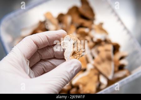 Fruchtkörper aus Zunder-Pilz schwefelgelb. Therapeutischer Zunder Stockfoto