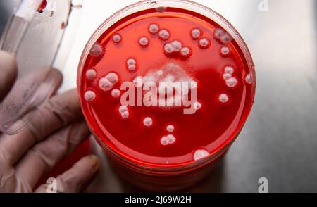 Untersuchung von Schimmel und Bakterien in einer Petrischale mit rotem Agar. Form s Stockfoto