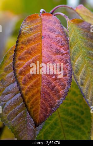 Nahaufnahme von Blättern auf einem Baum, die mit roten, gelben und orangen Gemälden gefärbt sind. Stockfoto