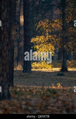 Sonnenstrahlen, die durch Bäume gehen und auf gelbem Laub leuchten. Der Herbst kommt. Stockfoto