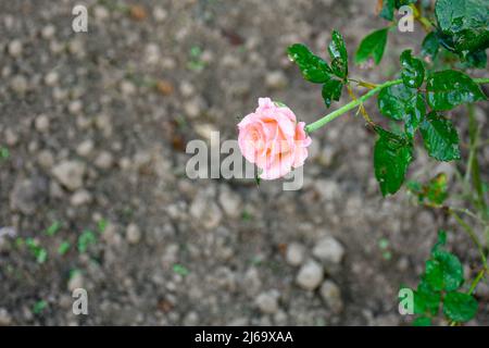 Nahaufnahme der wunderschönen rosa Rose Stockfoto