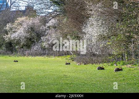 Kaninchen in der Nähe von warren, die sich im Frühjahr auf Gras füttern, mit Schlehe-Hecken in Blüte, Basingstoke, Hampshire, England, Großbritannien Stockfoto