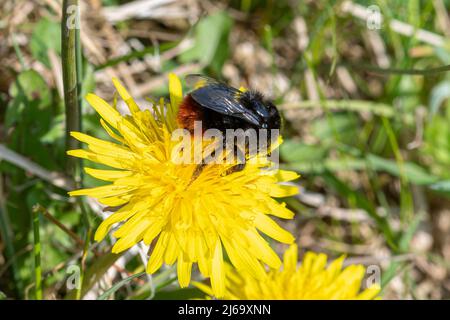 Rotschwanzhummel (Bombus lapidarius), ein Insektenbestäuber, der sich von Nektar aus einer Waldblume ernährt, Großbritannien Stockfoto