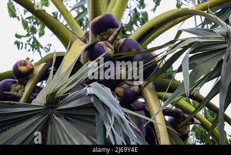 Asiatische palmyra-Palme (Borassus flabellifer) Früchte auf der Palme im Sommer Stockfoto