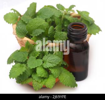 Zitronenmelisse mit extrahiertem ätherischem Öl in der Flasche auf weißem Hintergrund Stockfoto