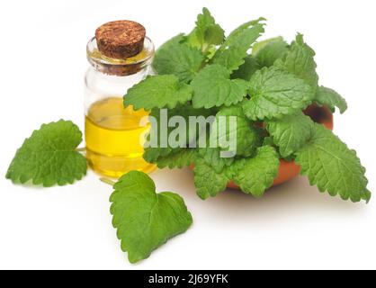 Zitronenmelisse mit extrahiertem ätherischem Öl in der Flasche auf weißem Hintergrund Stockfoto