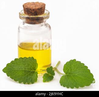 Zitronenmelisse mit extrahiertem ätherischem Öl in der Flasche auf weißem Hintergrund Stockfoto