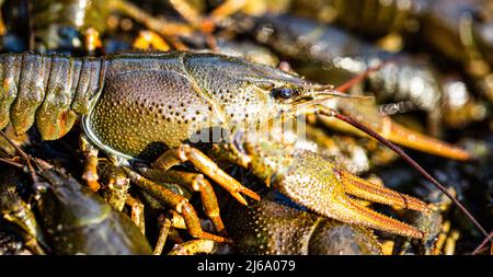 Großer Hummer. Ein großer Flusskrebse. Riesiger Hummer. Crayfishs leben, Flussfutter. Lebende Krebse im Wasser. Krebse gefangen. Krebserkrankungen auf dem Stockfoto