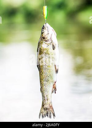 Spinnen von Forellen in Seen. Bachforelle. Ein Nahaufnahme Regenbogen Forellen. Forellenfischen im stillen Wasser. Angeln. Nahaufnahme eines Fischhakens. Fischer Stockfoto