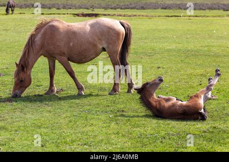 New Forest Stute und Fohlen. Stockfoto