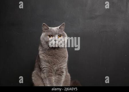 Graue Katze mit schlichtem dunklen Hintergrund und etwas Kopierraum. Stockfoto