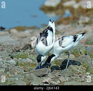 Vögel, Avocet's, Recurvirostra avosseta Stockfoto