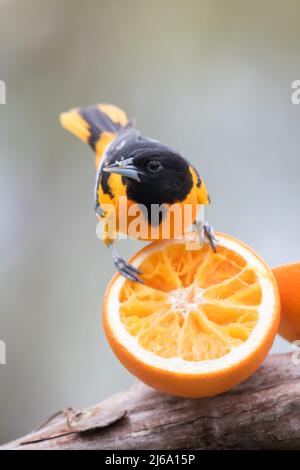 Männliche Baltimore Oriole füttert Orangen am Futterhäuschen Stockfoto