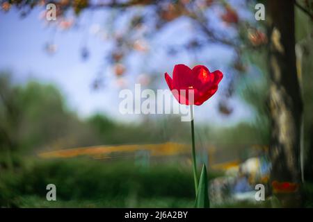 In einem Park vor blauem Himmel wächst eine einläppige rote Tulpenknospe Stockfoto