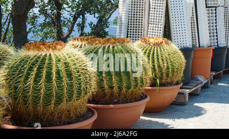 Reihe von riesigen Golden Barrel Cactus oder Echinocactus grusonii in temporären Plastiktöpfen in Straße Blumenladen.Sukkulenten Pflanzen zum Verkauf im Gartenmarkt Stockfoto