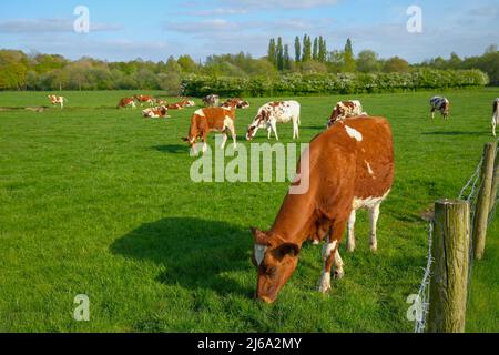 Offenes Ackerland neben Monton Village Eccles Manchester UK Rinder grasen auf dem Gras Stockfoto