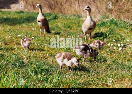 Ägyptische Gänsefamilie in freier Wildbahn. Weibchen, Männchen und Gänse der ägyptischen Gans ruhen im Gras. Erwachsene Gans mit Gänseküken. Spring Bro Stockfoto