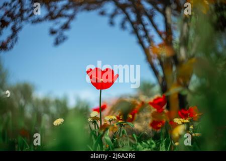 Grüner Rasen mit Tulpen, die darauf wachsen Stockfoto