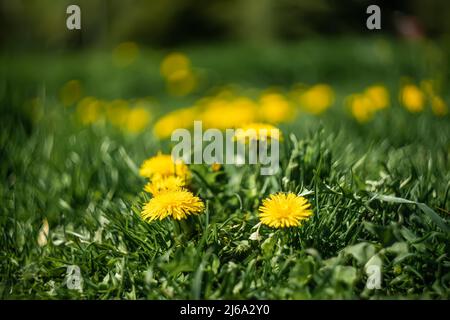 Schöne gelbe Delelonblüten wachsen auf einem Rasen in einem Frühlingspark auf grünem Gras Stockfoto
