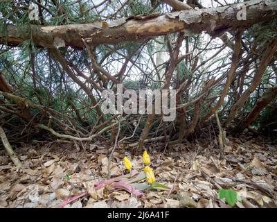 27. April 2022, Brandenburg, Wittstock/Dosse: Auf dem Gelände der unteren Walddenkmal befindet sich unter Bäumen der Wiederaufbau eines Schutzheims. Die Gedenkstätte erinnert an die letzten Kriegstage im April 1945, als die SS etwa 30.000 Häftlinge des Konzentrationslagers Sachsenhausen zu Fuß in den Nordwesten des Landes trieb. Im Wald unten wurden die Gefangenen gezwungen, ohne Unterkunft oder Nahrung in einem teilweise von Stacheldraht umzäunten und von SS-Pfosten bewachten Gebiet zu leben. Einzelne Gefangene bauten Unterstände aus Zweigen und Drähten, um sich vor Kälte und Regen zu schützen. Das erste Memo Stockfoto