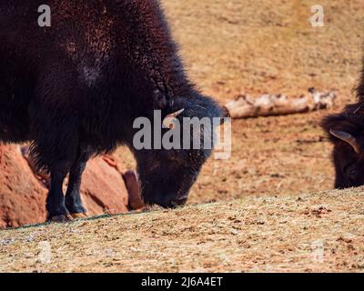 Nahaufnahme von Bison, der Gras in Oklahoma frisst Stockfoto