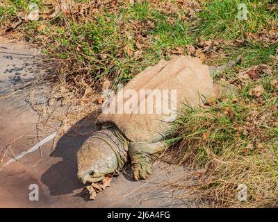 Nahaufnahme von Alligator, der in Oklahoma Schildkröte beim Krabbeln schnappt Stockfoto