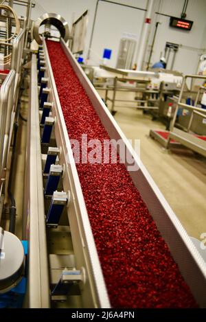 Verarbeitung von Preiselbeeren in der modernen und hochmodernen Ocean Spray-Fabrik in Wisconsin Rapids, Wisconsin, USA Stockfoto