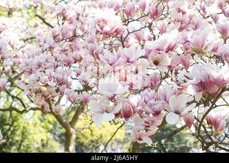 Nahaufnahme der Blumen eines chinesischen Magnolienbaums. Stockfoto