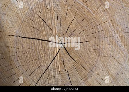 Querschnitt des Aschenbaums mit Shakes, UK (Fraxinus excelsior). Stockfoto