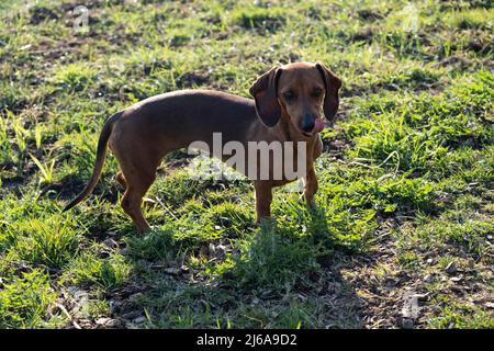 Dackel Hund im Freien. Schöner Dachshund steht auf dem grünen Gras. Niedlichen kleinen Hund auf Natur Hintergrund. Stockfoto