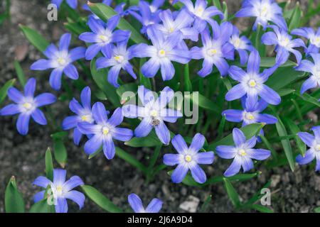 Glory-of-the-Snow auch bekannt als Chionodoxa forbesii ist eine blaue Sternform Frühlingsblume. Unscharfer Hintergrund. Selektiver Fokus. Stockfoto