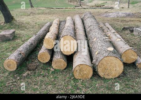 Waldkiefern und Fichten. Baumstämme Haufen, die Holzholzindustrie Stockfoto