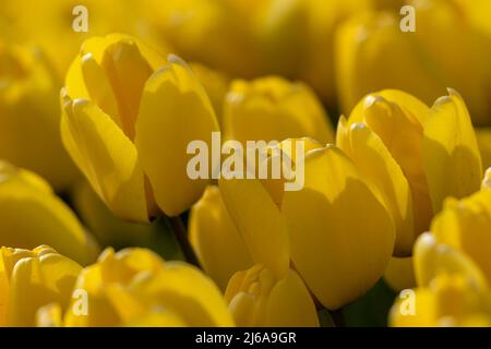 Nahaufnahme eines gelben Tulpenfeldes Stockfoto