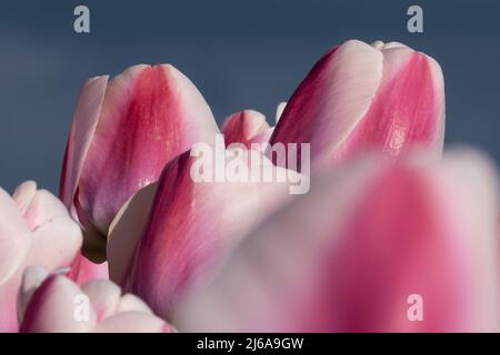 Nahaufnahme des rot-weißen Tulpenfeldes Stockfoto